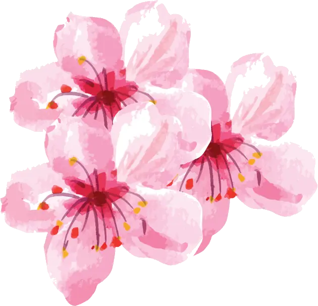 flor-cerezo-sola